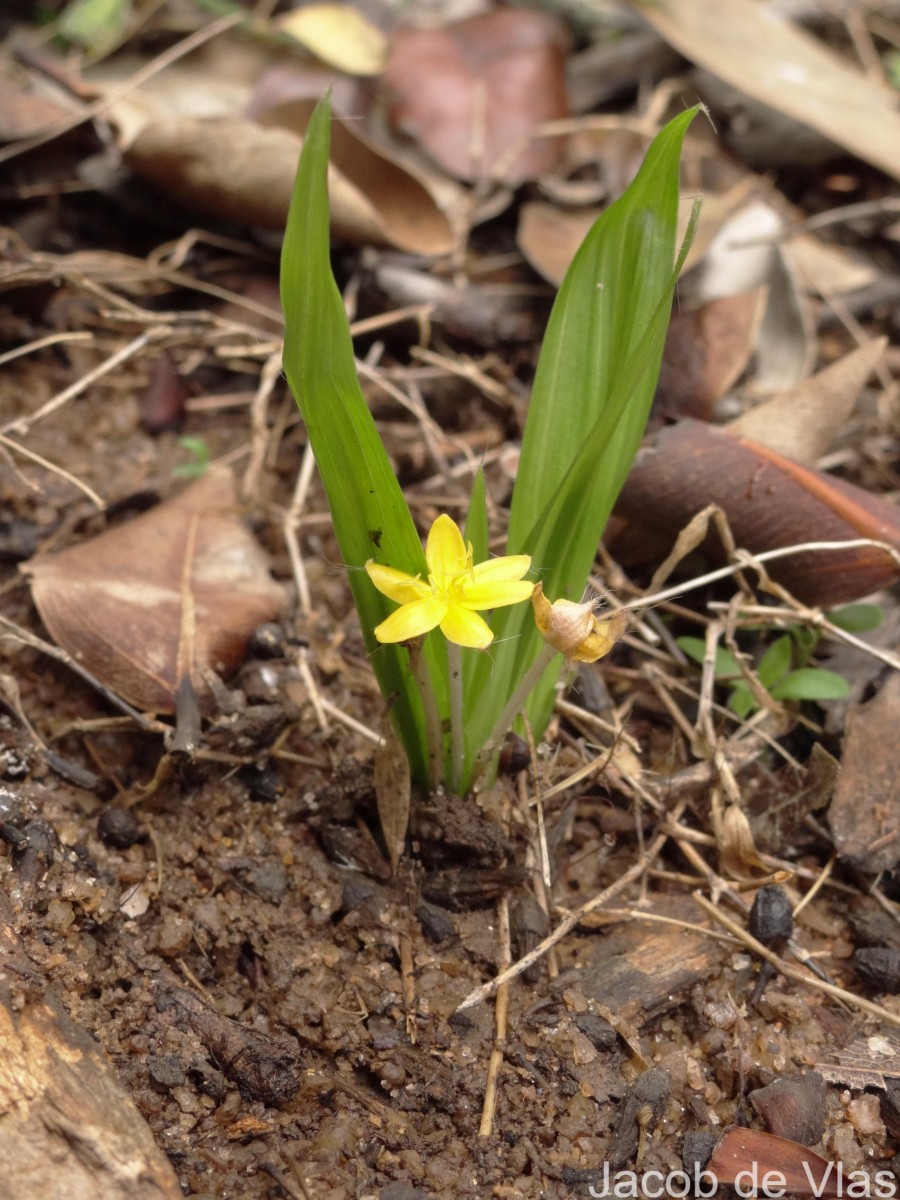 Curculigo orchioides Gaertn.